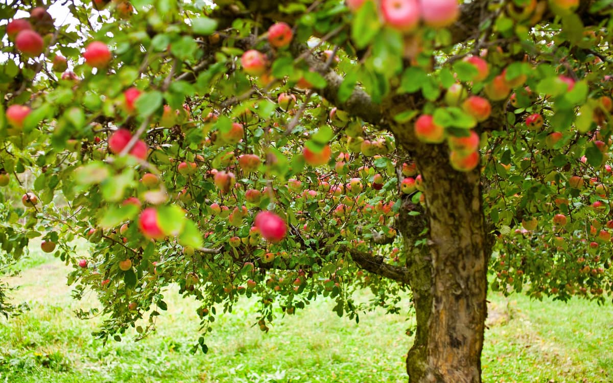 Volunteers harvesting fruit from a backyard tree