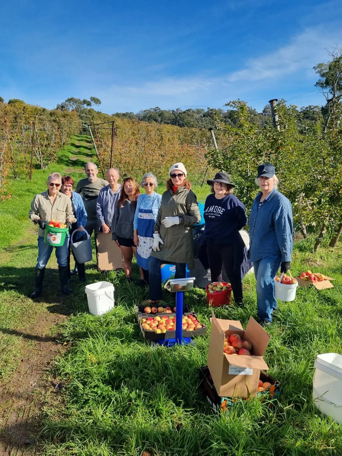 Fresh apples and pears rescued by Fruit Share Adelaide