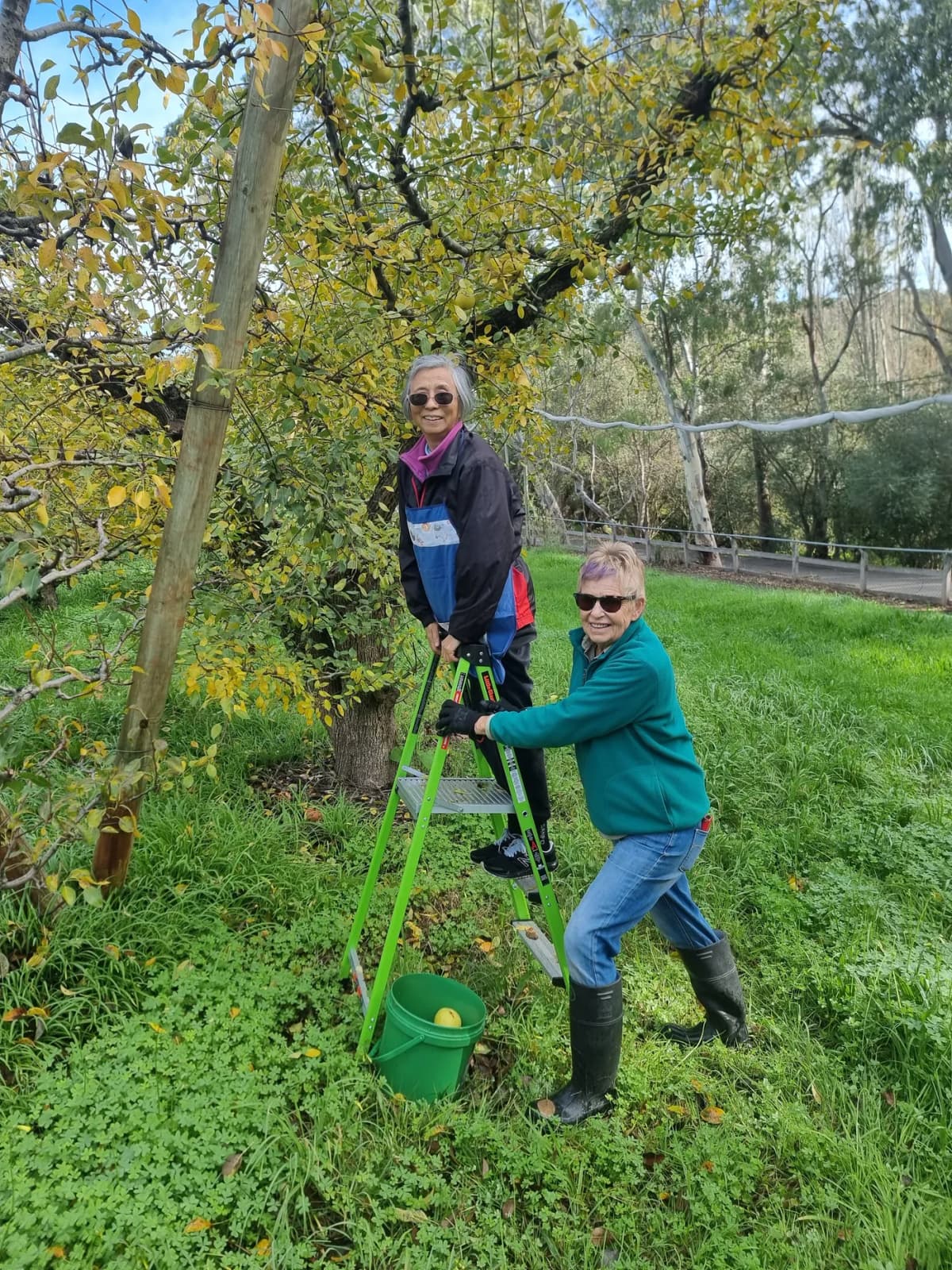 Fresh apples and pears rescued by Fruit Share Adelaide