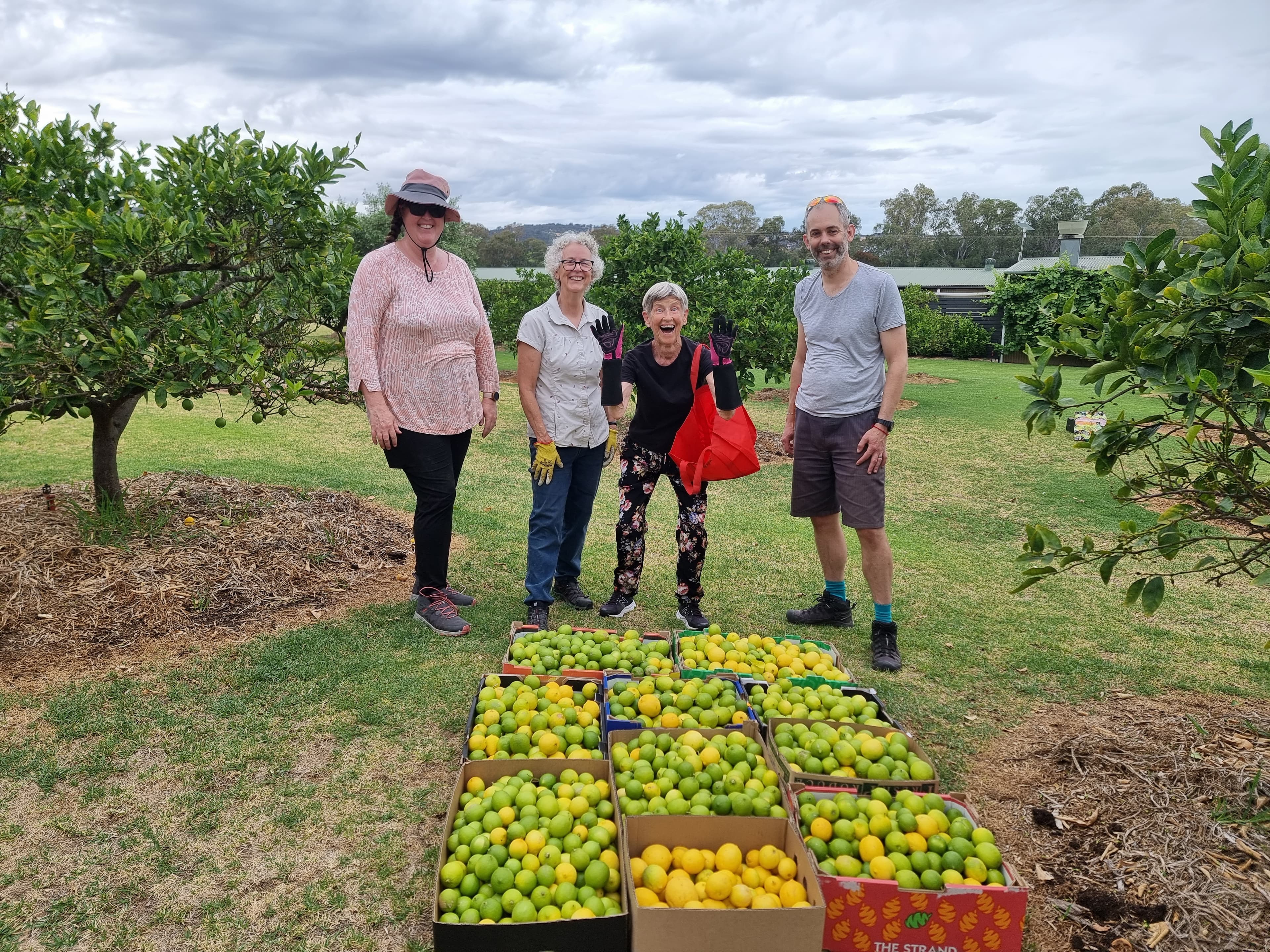 Volunteers at a harvest