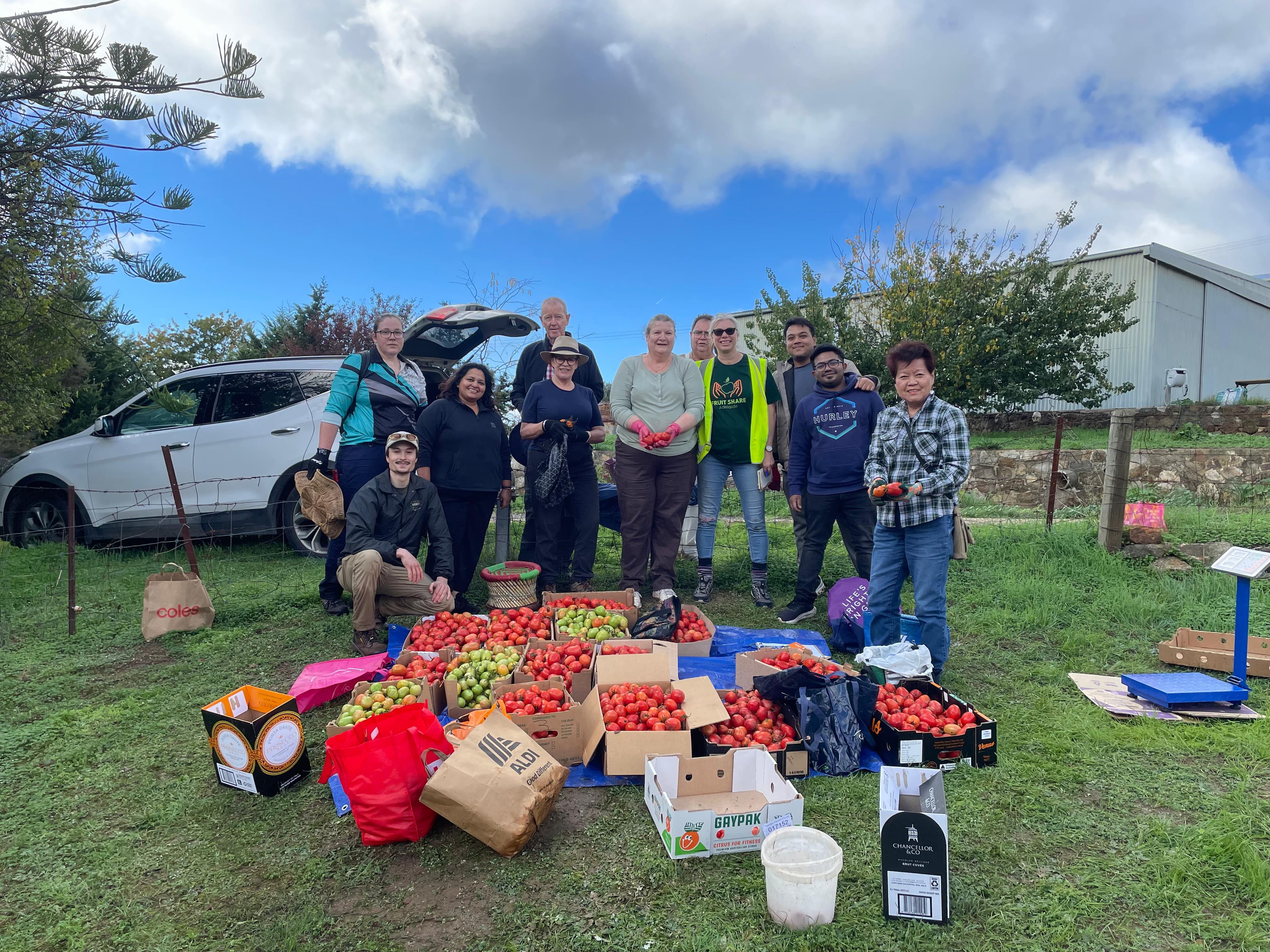 Tomatoes harvested by volunteers