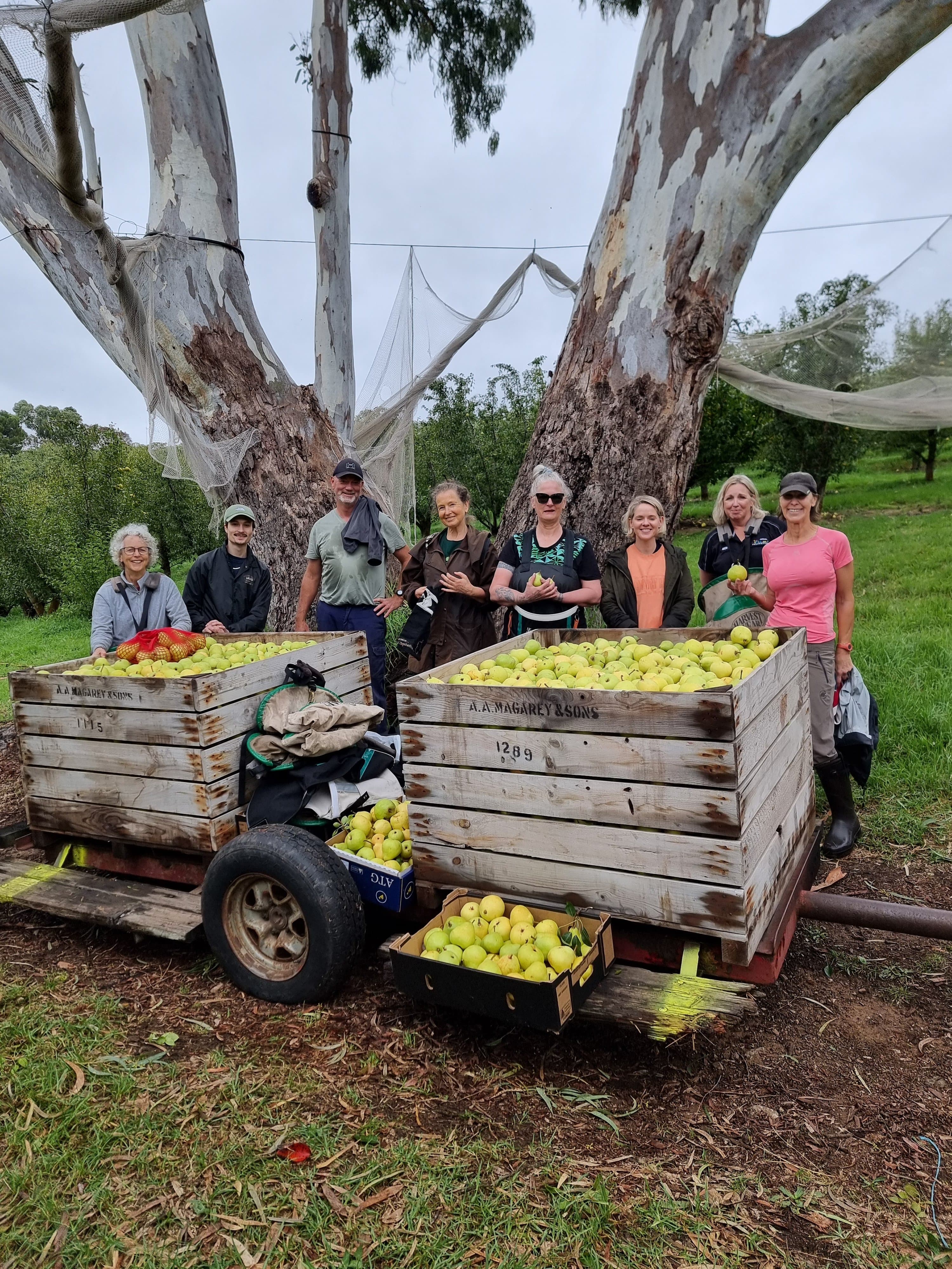 Pears picked for the community