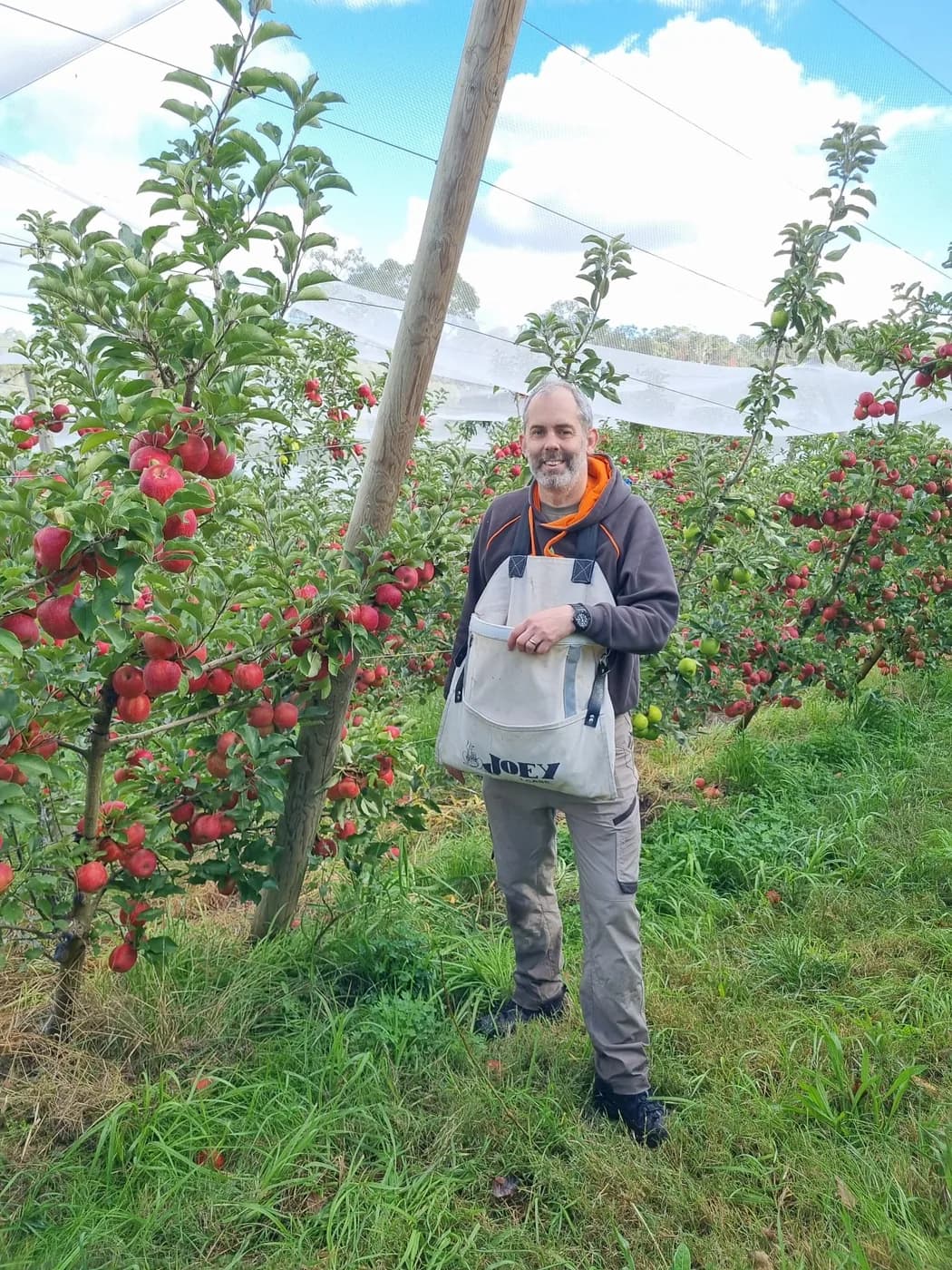 A Fruit Share Adelaide volunteer picking in a netted commercial apple block