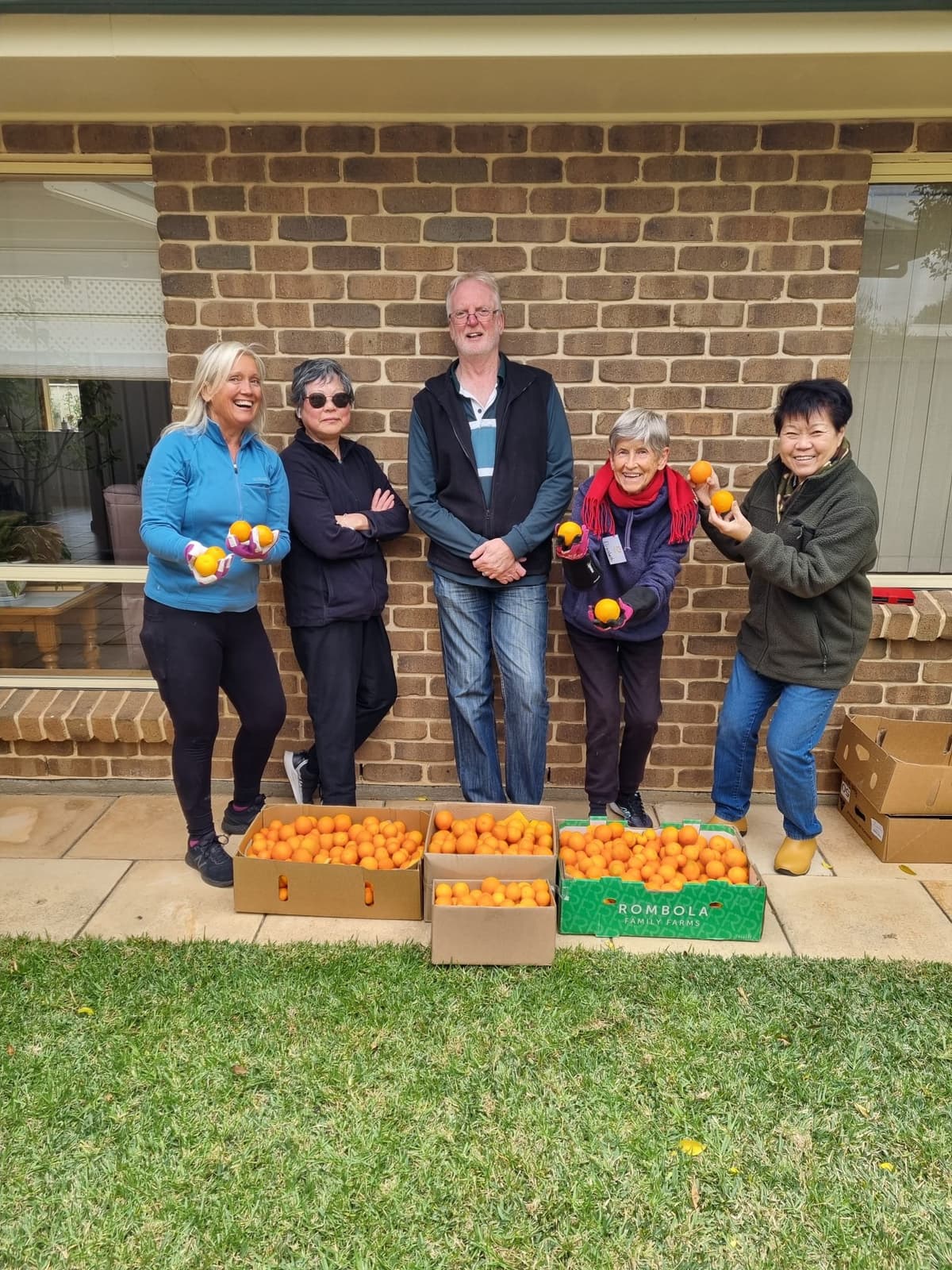 A commercial mandarin harvest in McLaren Vale run by Fruit Share Adelaide volunteers