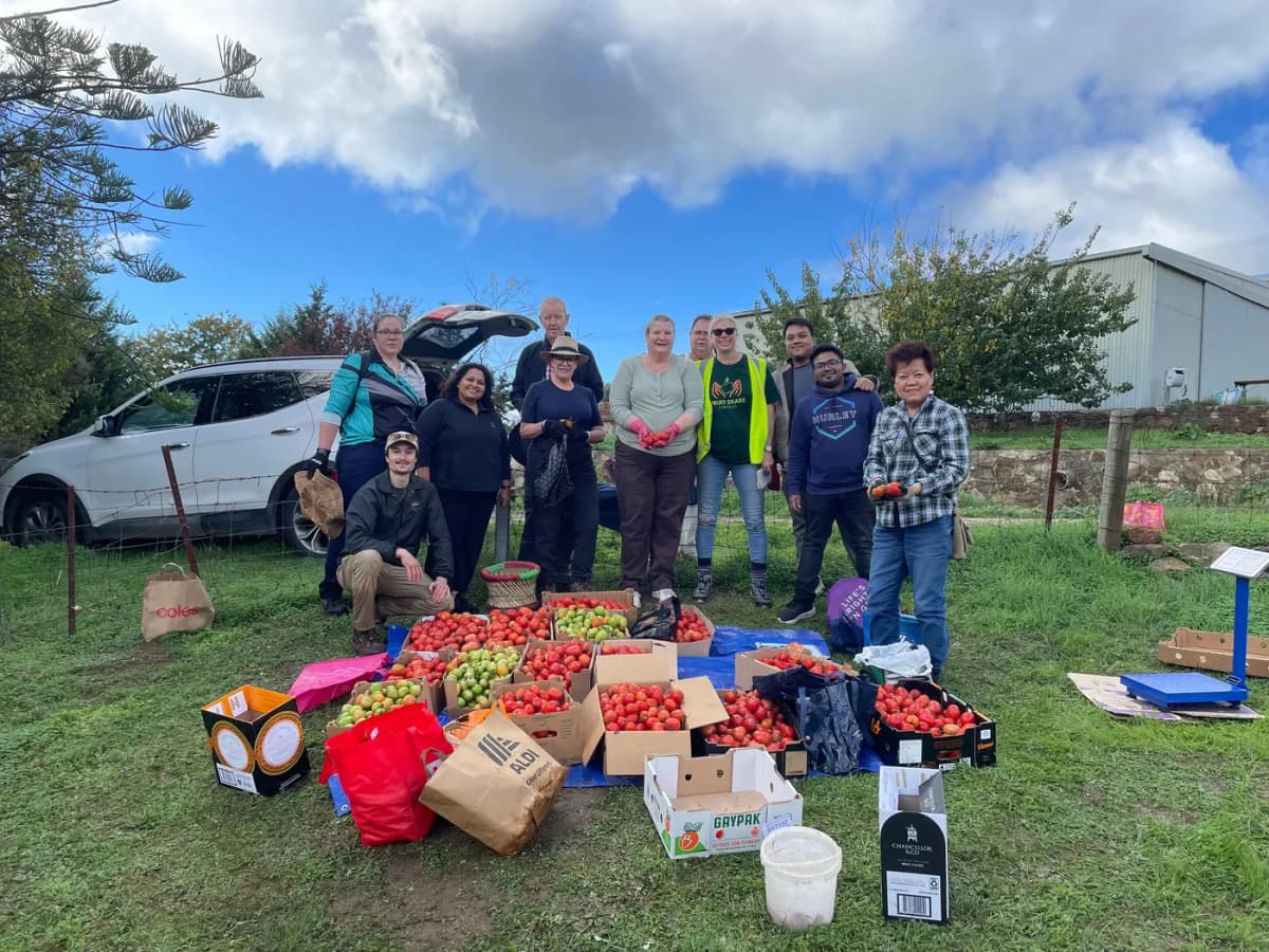 Ripe tomatoes harvested by Fruit Share Adelaide volunteers