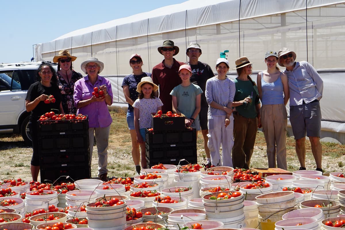 Volunteers harvesting a commercial tomato crop at Two Wells